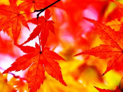 紅葉
